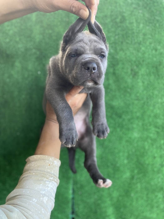 Canecorso