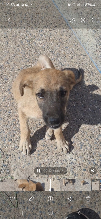 Chiot Cur a gueule noire