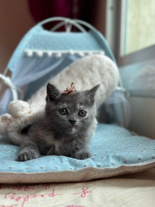 Adoption chat British mixe