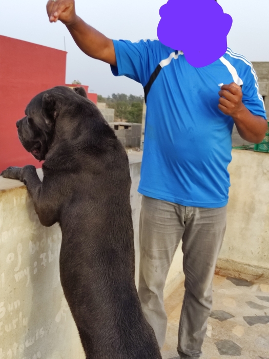 Cane corso