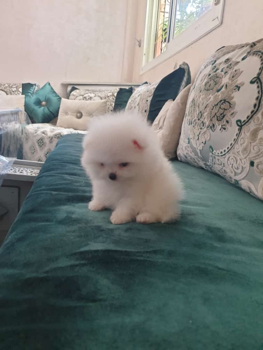 Pomeranian