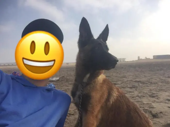 MALINOIS MALE 4MOIS ET DEMI