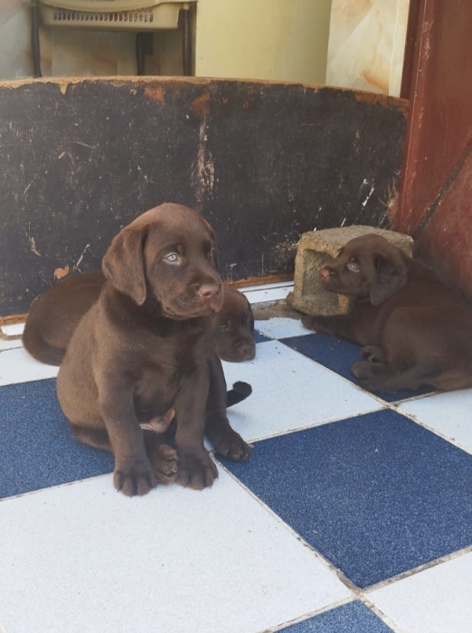 Labrador chocolat