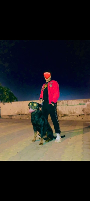 Chient rottweiller bien dressé