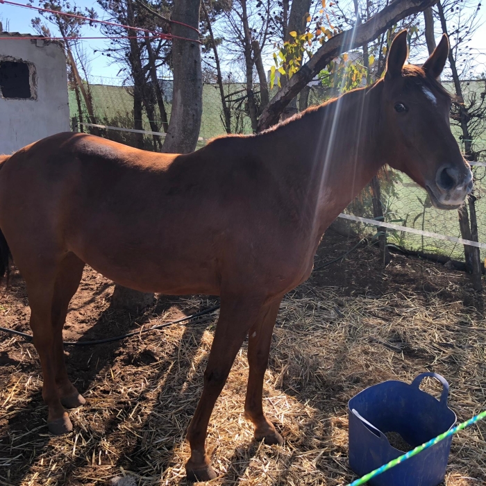 Jument 9 ans arabe barbe pedigree