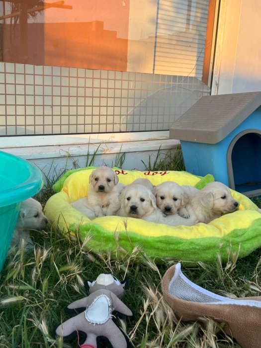 Golden retriever 🔥