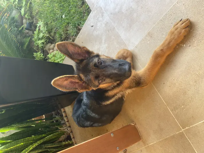 Berger allemand pedigree