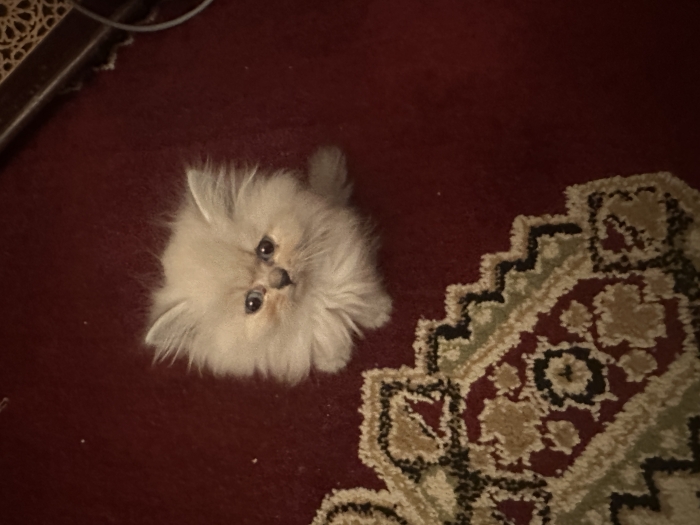 chaton persan a adopter