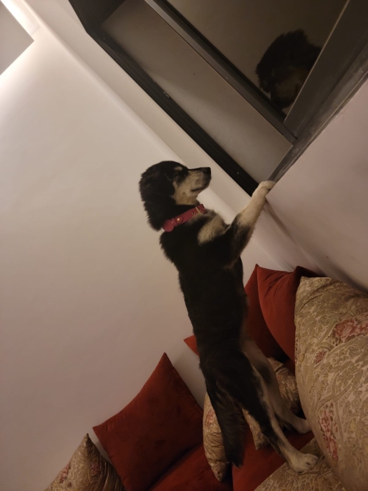 Gobrien pour adopter