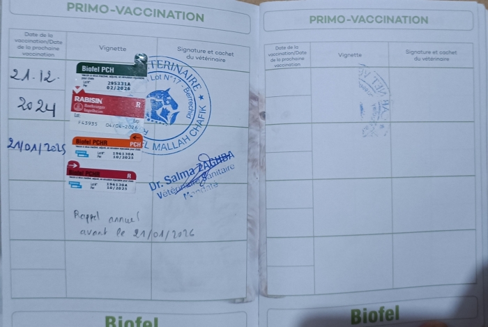 Couple Persan à vendre avec leur carnets de vaccin