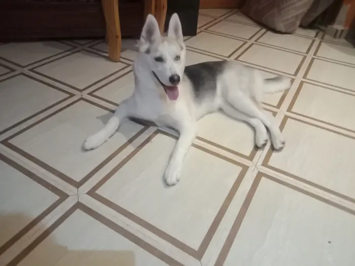Husky