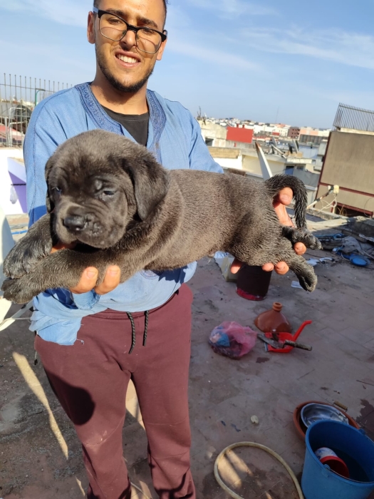 Disp chiot cane corso top d top