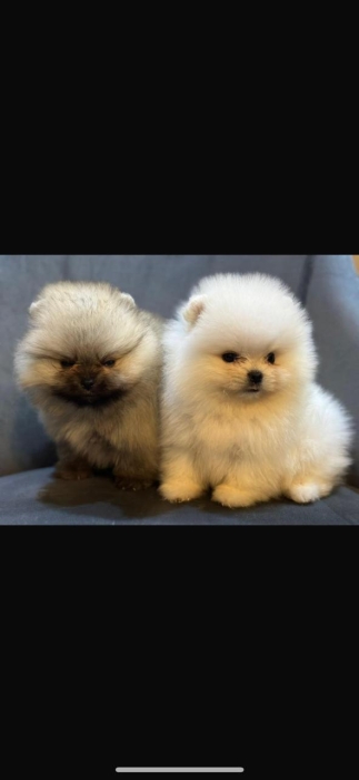 spitz nain loulou de pomeranie