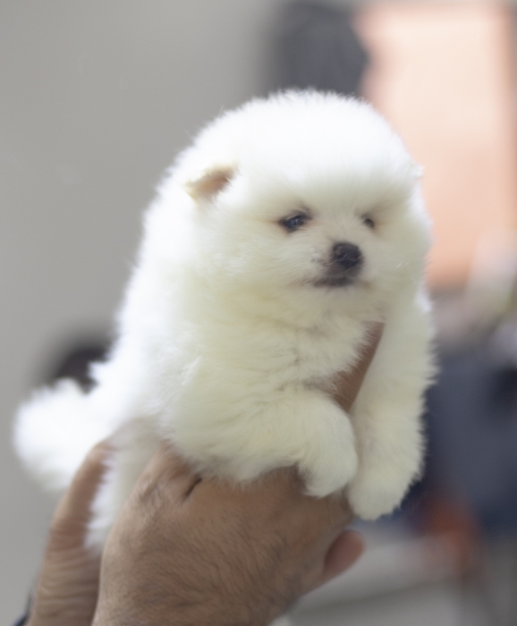 magnifiques chiot chiots loulou de pomeranie nain