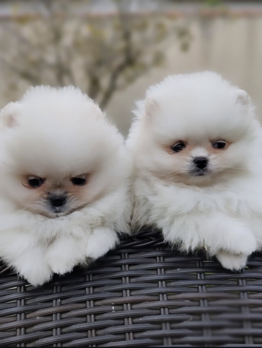 Spitz Pomeranian parents pedigree
