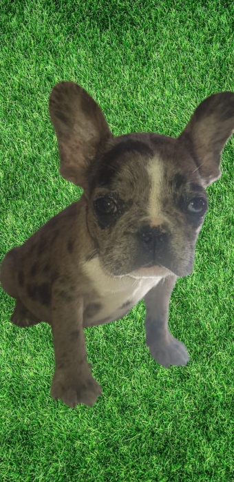 Bulldog français exotique