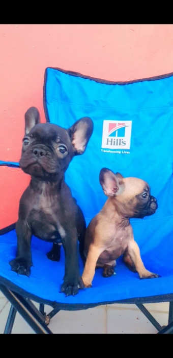 Chiot bulldog francais top portur exotic