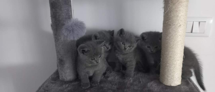 scottish straight&british shorthair
