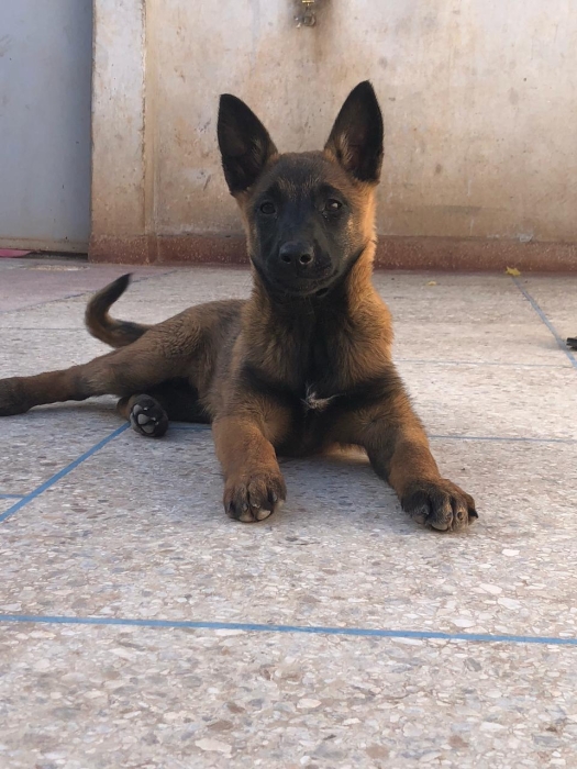 Des chiots charbonnees pure race