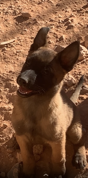 Malinois