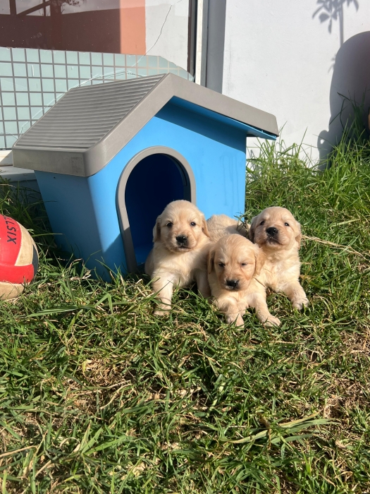Golden retriever ✨ Photos Réelles 📸