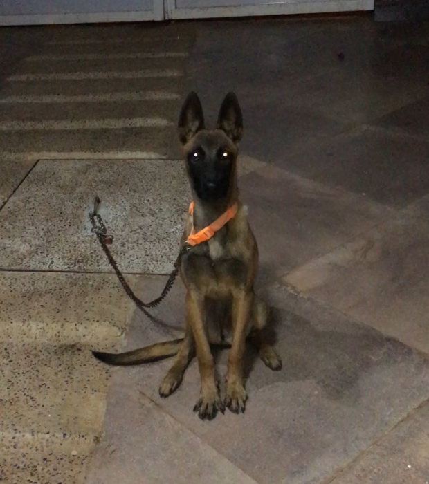 Berger belge malinoi