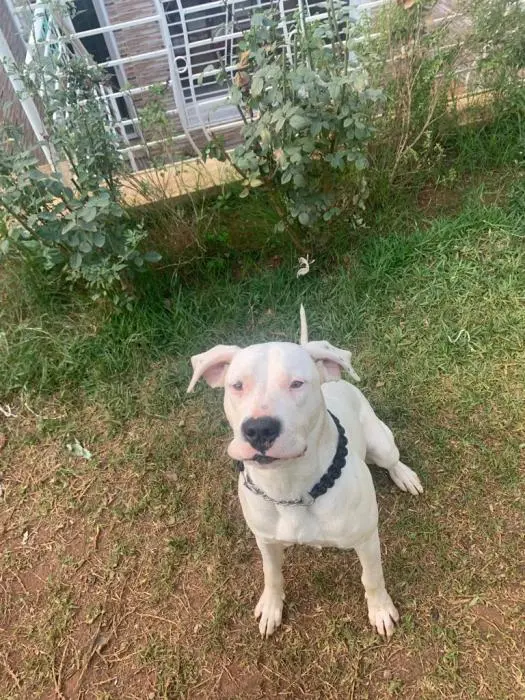 Dog argentin femelle