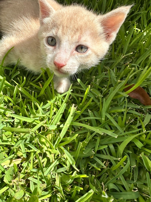 Chatons à donner – Adoption gratuite ! 🐱
