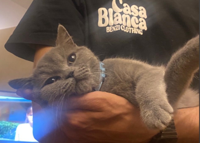 British Shorthair PURE RACE 4 MOIS