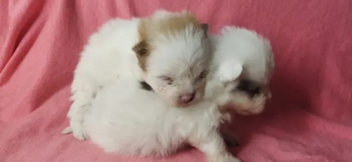 Chiots Spitz Pomeranian