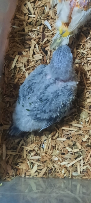 Baby molinae opaline,ananas,turquoise