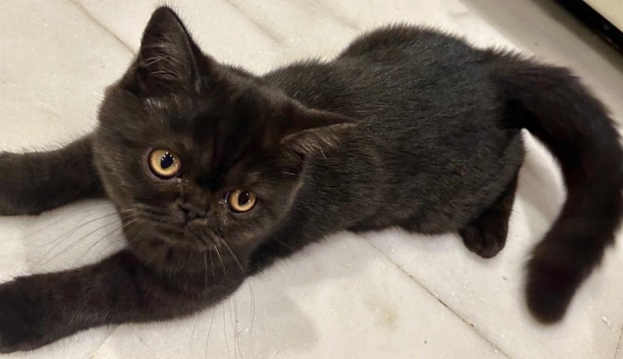 Magnifiques chatons scottishs Folds Pure race