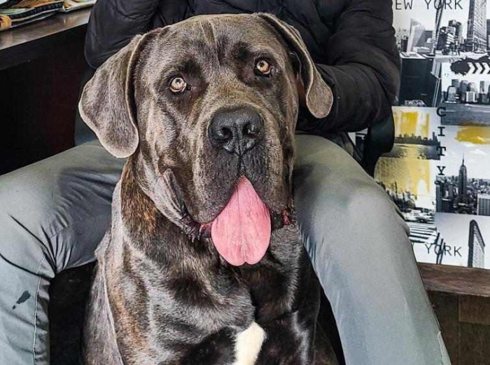 Canne Corso pedigree