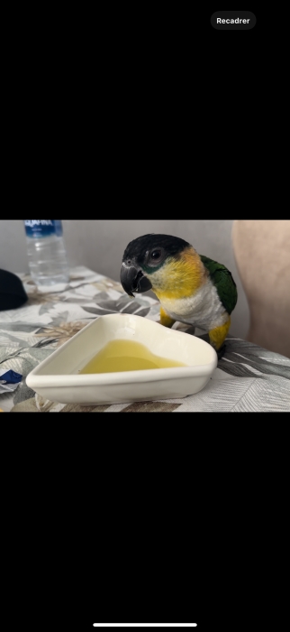 Perroquet Caïque très bien dressé