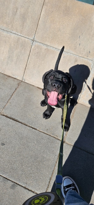 Cane corso