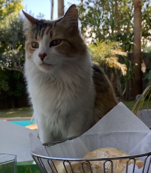 Je donne un beau chat pour adoption et pour qui saura s’en occuper.