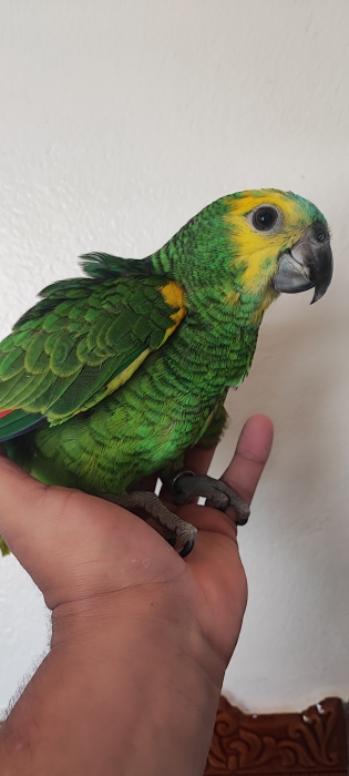 perouqet amazon aistiva 💙