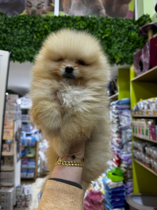 Mâle et femelle spitz pomeranian