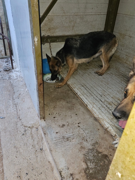 Berger Allemand Pedigree