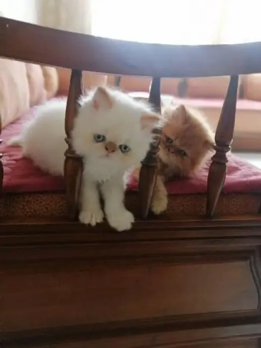 Chats Persans