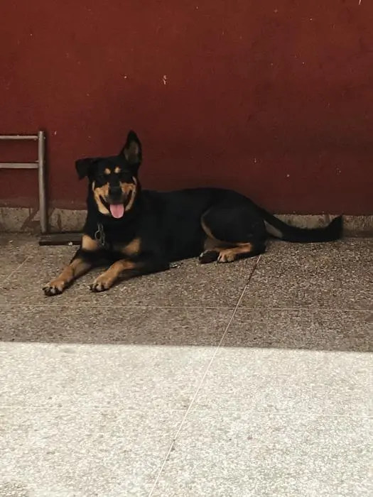 Femelle croisée (husky Rottweiler )