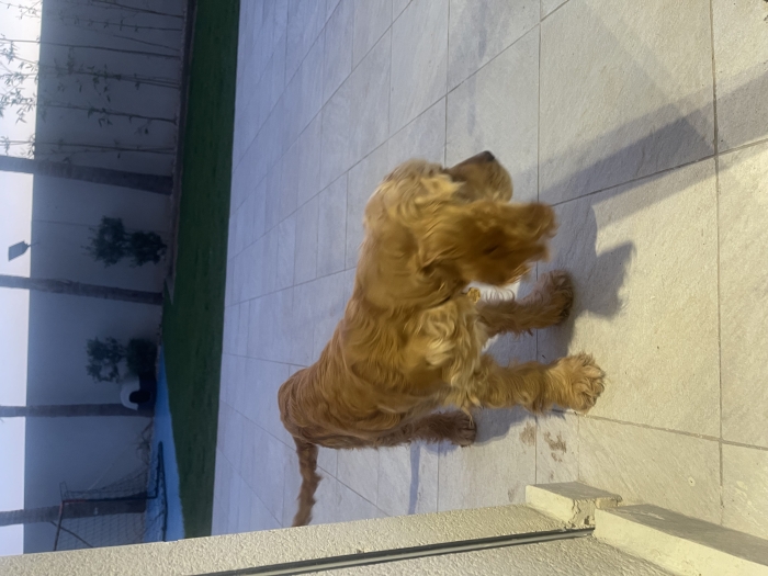 Chiot Cocker de 4 mois, complètement vacciné