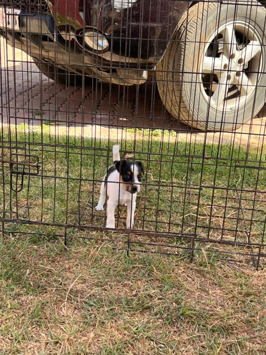 Jack Russell 🐾