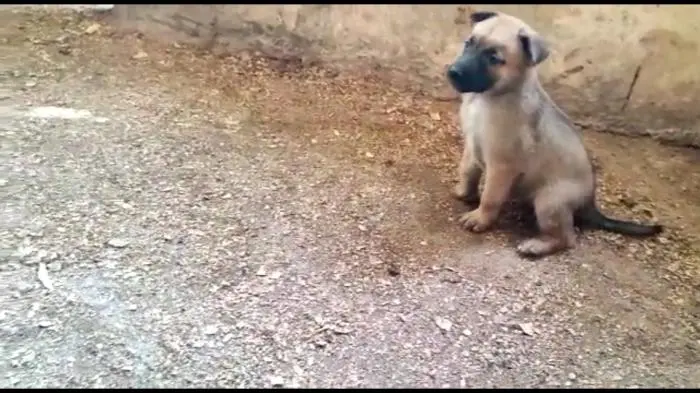 Chien berger malinoi