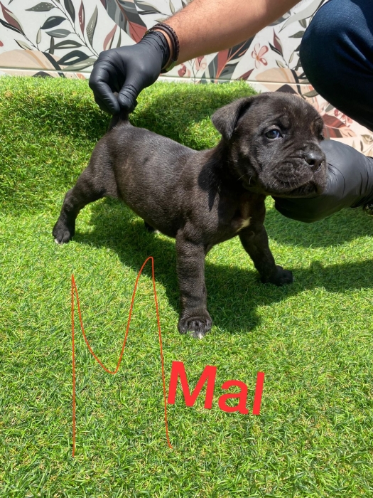 Cane Corso