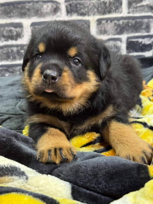 Top chiots Rottwailer