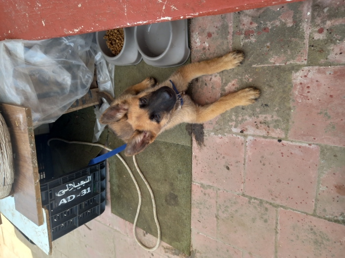 Berger belge malinois