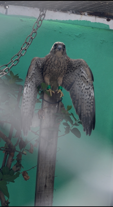 Falcon نسر للبيع