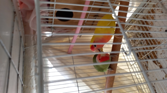 inséparables pour le dressage