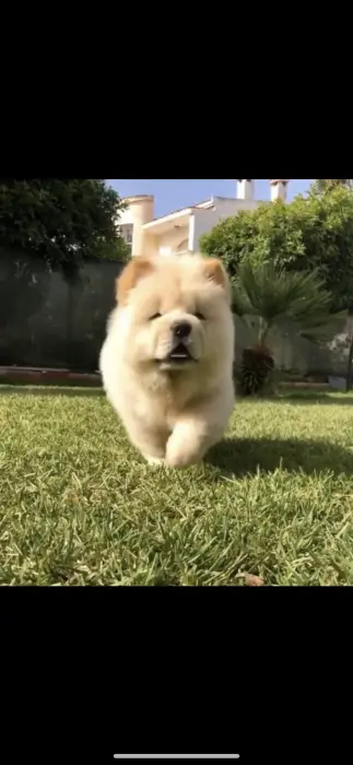 Chowchow pure race